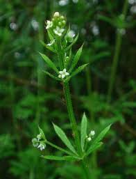 Sticky weed with yellow flowers. Cleavers Pictures Flowers Leaves Identification Galium Aparine