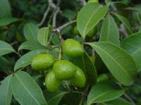 Image result for Vepris reflexa