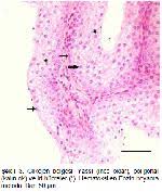 Firat Universitesi Saglik Bilimleri Dergisi