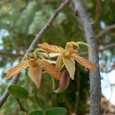 Image result for Tamarindus