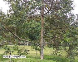 Pruning durian musang king pok weil. Cara Membaja Pokok Durian Musang King Bibit Unggul