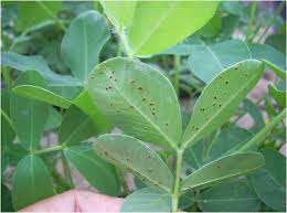 Tracheobionta (tumbuhan berpembuluh) super divisi : Penyakit Karat Pada Kacang Tanah Dan Cara Pengendaliannya Balitkabi