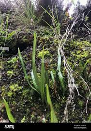 Image result for Elaphoglossum spathulatum