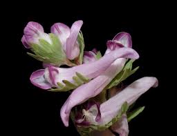 Image result for Impatiens mildbraedii