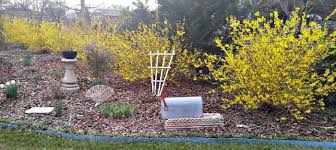 Fast Growing Forsythia Bushes Bring Summer Color To The Garden Forsythia Bush Mulch Landscaping Garden Inspiration