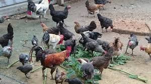 Maybe you would like to learn more about one of these? Smile Agro Nutrisi Yg Diperlukan Oleh Ayam Kpg Yang Perlu Kita Tau Menentukan Ransum Yang Baik Adalah Keputusan Yang Bijak Yang Lebih Bijak Lagi Bagi Peternak Ayam Kampung Yaitu Membuat Ransum