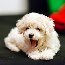 We did not find results for: 1 Bichon Frise Puppies For Sale In Los Angeles Ca
