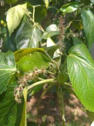 Image result for Acalypha manniana