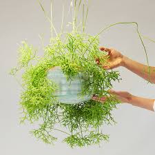 Image result for Rhipsalis