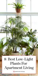 The only difference between them is the size of their wavelengths; 8 Houseplants That Can Survive Urban Apartments Low Light And Under Watering Apartment Plants Easy House Plants Low Light House Plants