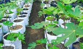 Menanam tanaman buah ini memang membutuhkan perawatan khusus agar tanaman dapat tumbuh subur di dalam pot. Cara Budidaya Buah Tin Didalam Pot Terbukti Menghasilkan