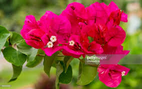 Bougainvillea Is A Genus Of Thorny Ornamental Vines Bushes And Bougainvillea Vines Flowers