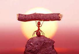 Affordable pest control has been providing the greater midland, tx area with complete pest removal & extermination services for over 30 years. Plus Promos å°åˆ·æœåŠ¡ Midland Michigan Facebook 134 å¼ ç…§ç‰‡