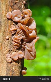 We did not find results for: Auricularia Auricula Image Photo Free Trial Bigstock