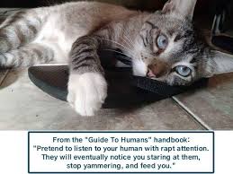From The Guide To Humans Handbook Funny Cat Memes Silly Cats Funny Animals