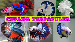 Jenis ikan cupang sendiri sangat banyak, bahkan sampai 73 spesies. Jenis Ikan Cupang Terpopuler Pecinta Ikan Hias Wajib Tau Youtube