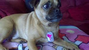 They are loyal, lively, friendly, food motivated (making them easy to train) and people orientated. Pixilart Chug Half Pug Half Chihuahua Uploaded By Kozume