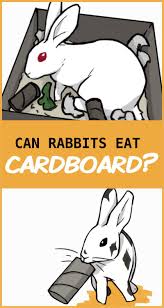 Bunnies are very fond of fruits but that doesn't mean that they should always be fed with fruits. Can Rabbits Eat Cardboard Rabbit Eating Rabbit Bunny Care