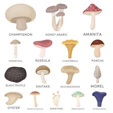 23 Different Types Of Mushrooms Stuffed Mushrooms Edible Mushrooms Chart Edible Mushrooms