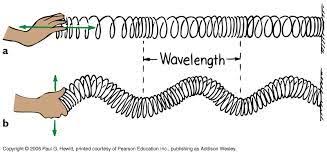 This Is An Example Of A Longitudinal Compressional Wave Vs A Transverse Wave Longitudinal Wave Pearson Education Spiritual Reality