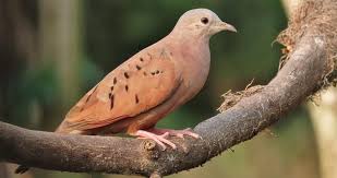 Image result for Peddiea rapaneoides