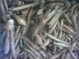 Seperti hujan jatuh ke pasir/ seperti mencurahkan air ke daun keladi. Pokok Temu Kunci Wikipedia Bahasa Melayu Ensiklopedia Bebas