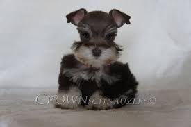 Crown Schnauzers Teacup Toy And Miniature Schnauzers Reno Nevada Schnauzer Puppy Cute Animals Dog Breeds