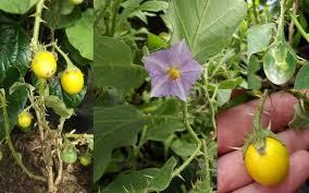 Image result for Solanum linneanum