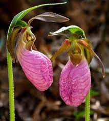 Terraria In Miniature Strange Flowers Unusual Flowers Amazing Flowers