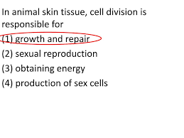 We did not find results for: Ppt Topic Final Exam Review Aim Let S Review Reproduction And Genetics Powerpoint Presentation Id 5625964