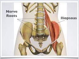 Your skeletal muscles generally work in opposing pairs or groups at a given. Exercises For Low Back Pain Detailed Easy To Follow Illustrations