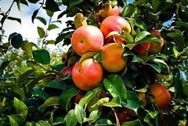 Check spelling or type a new query. Honeycrisp Apple Tree For Sale Online The Tree Center