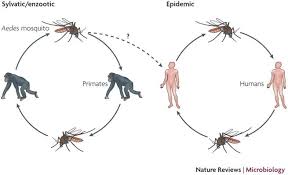 O app possibilita que a população denuncie a suspeita de focos e casos de dengue. Prospects For A Dengue Virus Vaccine Nature Reviews Microbiology