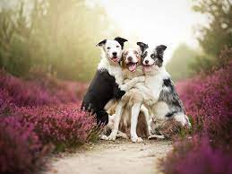 Descarca gratis chiar acum cele mai frumoase imagini din orasul meu doar de pe manelemp3.net. Cele Mai Frumoase Fotografii Catei Surprinsi In Ipostaze Care Te Topesc Instant Adpm