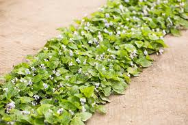 Image result for Viola abyssinica