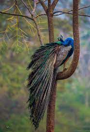 Top 25 Wild Bird Photographs Of The Week Forest Birds National Geographic Society Wild Birds Wild Birds Photography Wildlife Photography National Geographic