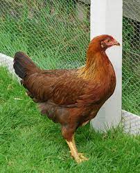 20 Best Egg Laying Chickens Illustrated Guide Know Your Chickens