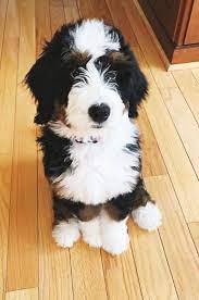Cute Bernedoodle Bernedoodle Puppy Bernedoodle Pet People