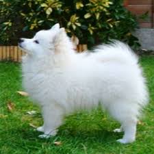German White Spitz En Wikipedia Org Wiki German Spitz Download Scientific Diagram