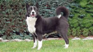 Image result for karelský medvědí pes