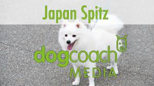 Time for a japanese spitz puppy party! Hunderasse Lexikon Japan Spitz Youtube