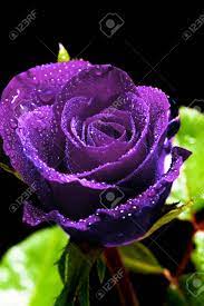 Background of a bouquet of pink white and purple color statice alstroemeria and chrysanthemum flowers. Beautiful Close Up Purple Rose With Clipping Path Stock Photo Picture And Royalty Free Image Image 57905914