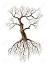 How To Draw Tree Roots Step By Step