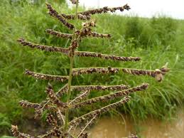 Image result for Echinochloa pyramidalis