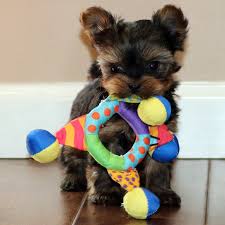 Our long island stores in hicksville & lynbrook have the largest variety of puppies & pet supplies in new york! Let S Talk Yorkie Home Of Yorkie Puppies In New York