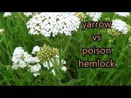 Yarrow Versus Poison Hemlock Youtube Wild Plants Wild Edibles Yarrow