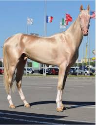 Maybe you would like to learn more about one of these? 9 Horses That Shine Like Gold Horse Nation
