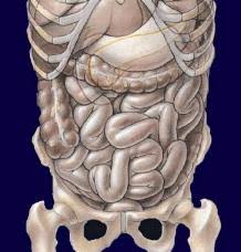 Refers to the back of the organ or body. Lumbar Spine