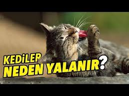 Kedilerin Kendilerini Yalamalarinin 9 Farkli Nedeni Listelist Com
