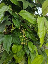 Image result for Tiliacora